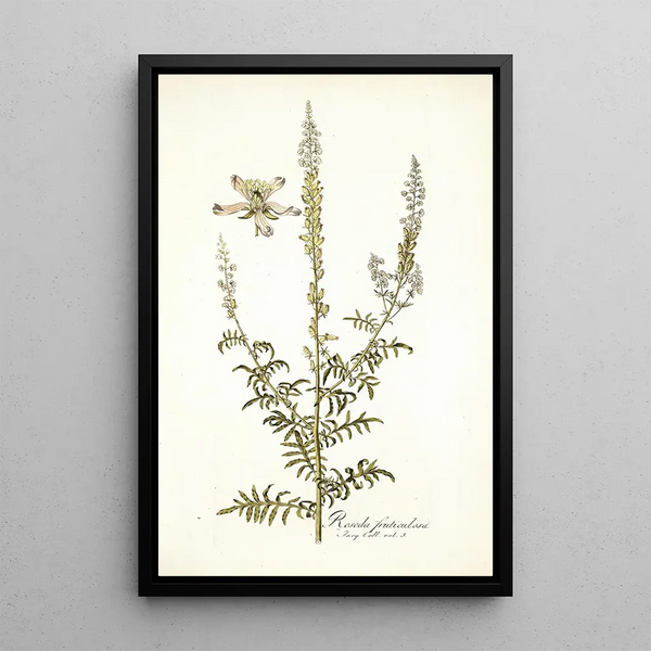Reseda fruticolosa - Nikolaus Joseph Freiherr von Jacquin — oprawiony obraz na ścianie