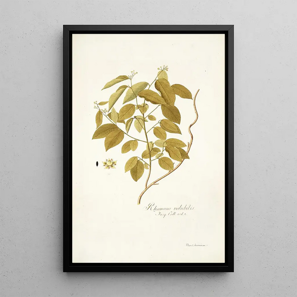 Rhamnus volubilis - Nikolaus Joseph Freiherr von Jacquin — oprawiony obraz na ścianie