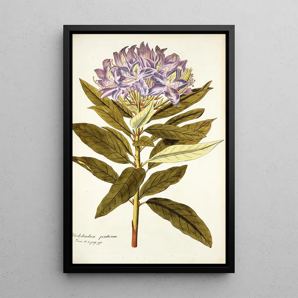 Rhododendron ponticum - Nikolaus Joseph Freiherr von Jacquin — oprawiony obraz na ścianie