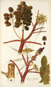 Ricinus inermis - Nikolaus Joseph Freiherr von Jacquin — widok dzieła