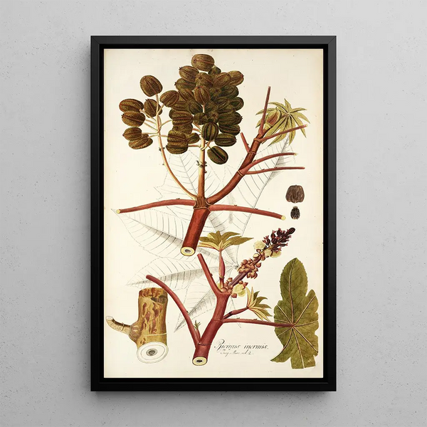 Ricinus inermis - Nikolaus Joseph Freiherr von Jacquin — oprawiony obraz na ścianie