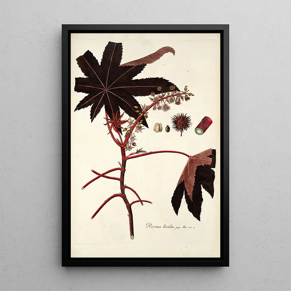 Ricinus lividus - Nikolaus Joseph Freiherr von Jacquin — oprawiony obraz na ścianie