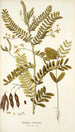 Robinia vesicaria - Nikolaus Joseph Freiherr von Jacquin — widok dzieła