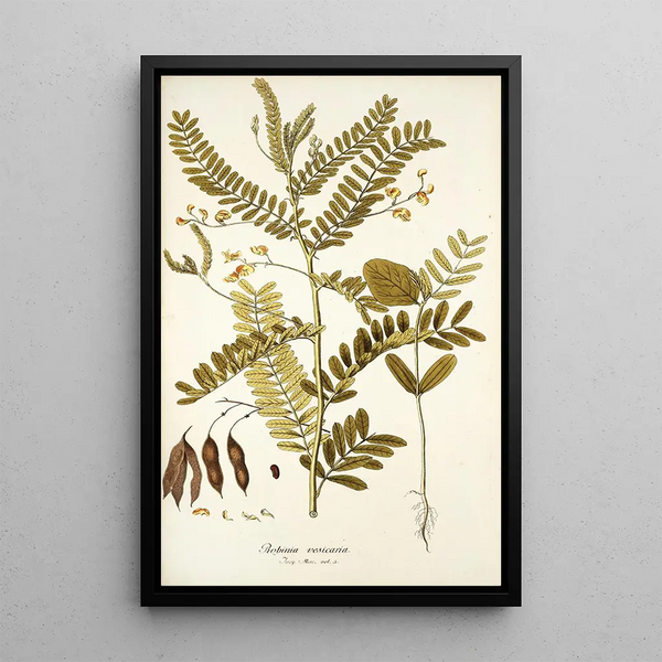 Robinia vesicaria - Nikolaus Joseph Freiherr von Jacquin — oprawiony obraz na ścianie