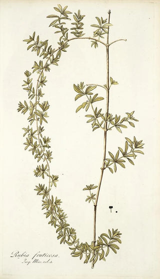 Nikolaus Joseph Freiherr von Jacquin - Rubia fruticosa.webp