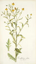 Rudbeckia alata - Nikolaus Joseph Freiherr von Jacquin — widok dzieła