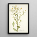 Rudbeckia alata - Nikolaus Joseph Freiherr von Jacquin — oprawiony obraz na ścianie