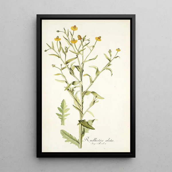 Rudbeckia alata - Nikolaus Joseph Freiherr von Jacquin — oprawiony obraz na ścianie