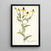 Rudbeckia amplexifolia - Nikolaus Joseph Freiherr von Jacquin — oprawiony obraz na ścianie