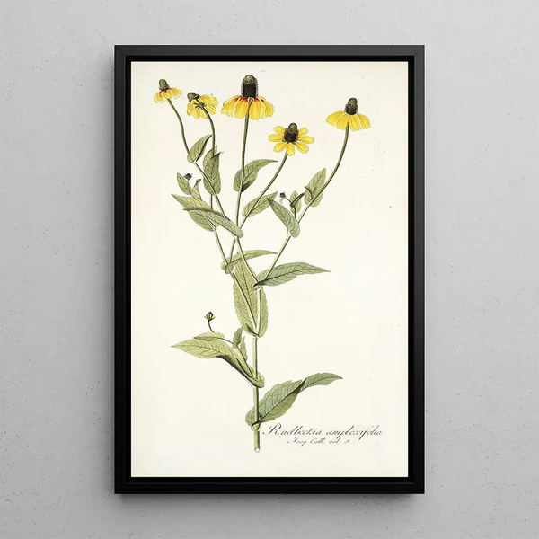 Rudbeckia amplexifolia - Nikolaus Joseph Freiherr von Jacquin — oprawiony obraz na ścianie