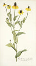 Rudbeckia amplexifolia - Nikolaus Joseph Freiherr von Jacquin — widok dzieła