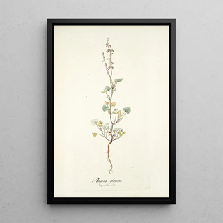 Nikolaus Joseph Freiherr von Jacquin - Rumex glaucus.webp