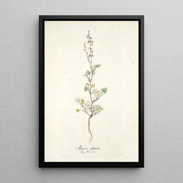 Rumex glaucus - Nikolaus Joseph Freiherr von Jacquin — oprawiony obraz na ścianie
