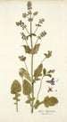 Salvia abyssinica - Nikolaus Joseph Freiherr von Jacquin — widok dzieła