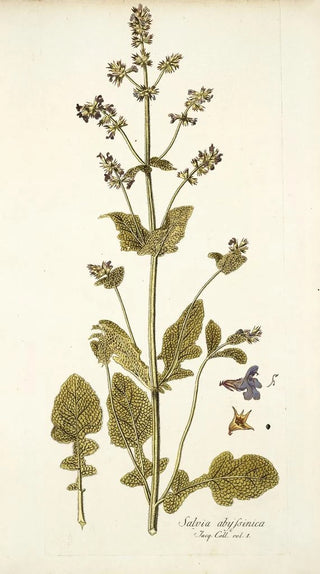 Nikolaus Joseph Freiherr von Jacquin - Salvia abyssinica.webp