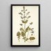 Salvia abyssinica - Nikolaus Joseph Freiherr von Jacquin — oprawiony obraz na ścianie