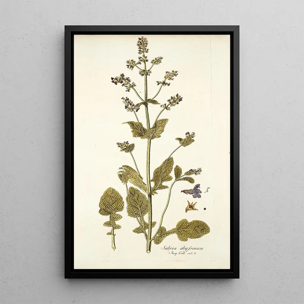 Salvia abyssinica - Nikolaus Joseph Freiherr von Jacquin — oprawiony obraz na ścianie