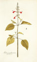 Salvia pseudococcinea - Nikolaus Joseph Freiherr von Jacquin — widok dzieła