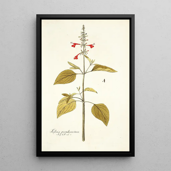 Salvia pseudococcinea - Nikolaus Joseph Freiherr von Jacquin — oprawiony obraz na ścianie