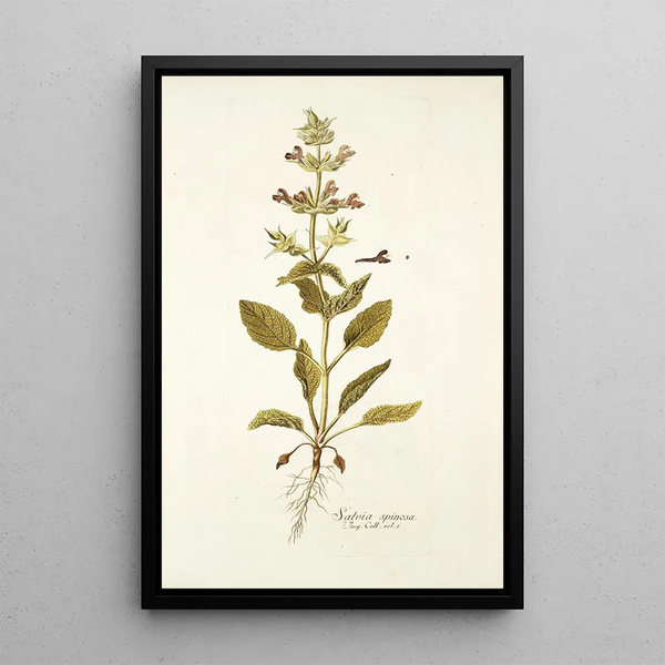 Salvia spinosa - Nikolaus Joseph Freiherr von Jacquin — oprawiony obraz na ścianie