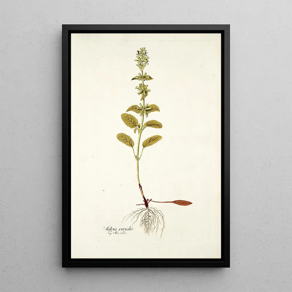 Salvia viridis - Nikolaus Joseph Freiherr von Jacquin — oprawiony obraz na ścianie