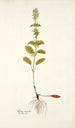 Salvia viridis - Nikolaus Joseph Freiherr von Jacquin — widok dzieła