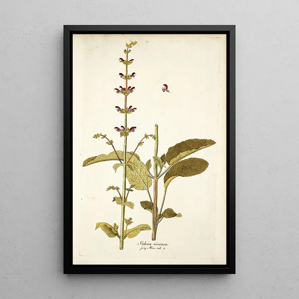 Salvia viscosa - Nikolaus Joseph Freiherr von Jacquin — oprawiony obraz na ścianie