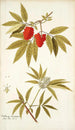 Sambucus racemosa - Nikolaus Joseph Freiherr von Jacquin — widok dzieła