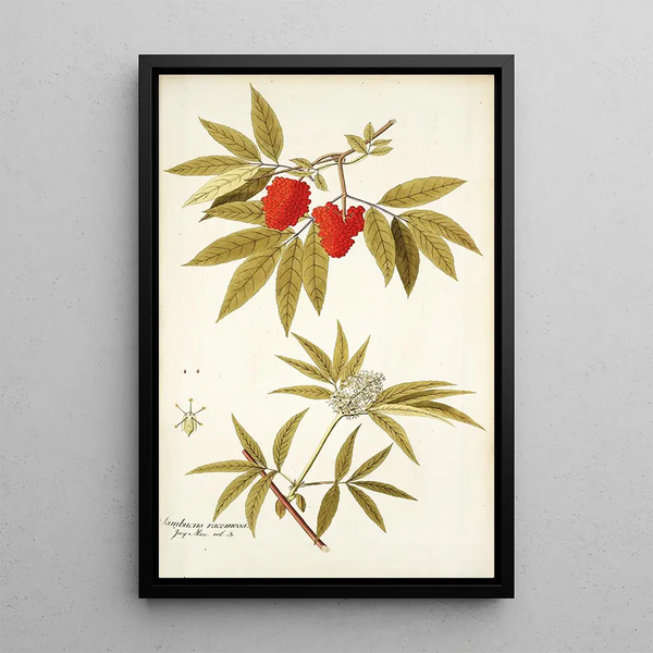 Sambucus racemosa - Nikolaus Joseph Freiherr von Jacquin — oprawiony obraz na ścianie