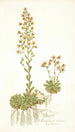 Saxifraga mutata - Nikolaus Joseph Freiherr von Jacquin — widok dzieła