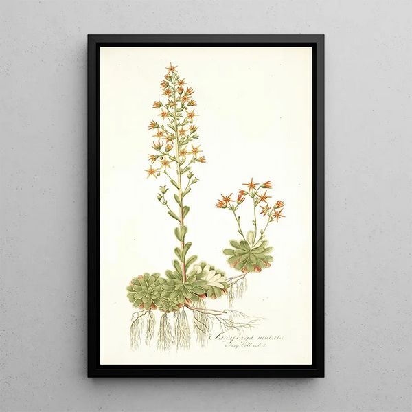 Saxifraga mutata - Nikolaus Joseph Freiherr von Jacquin — oprawiony obraz na ścianie