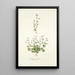 Saxifraga petaea - Nikolaus Joseph Freiherr von Jacquin — oprawiony obraz na ścianie