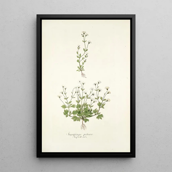 Saxifraga petaea - Nikolaus Joseph Freiherr von Jacquin — oprawiony obraz na ścianie