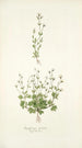 Saxifraga petaea - Nikolaus Joseph Freiherr von Jacquin — widok dzieła