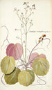 Saxifraga stolonifera - Nikolaus Joseph Freiherr von Jacquin — widok dzieła
