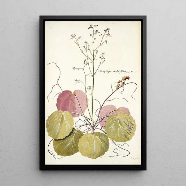 Saxifraga stolonifera - Nikolaus Joseph Freiherr von Jacquin — oprawiony obraz na ścianie