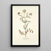 Scabiosa monspeliensis - Nikolaus Joseph Freiherr von Jacquin — oprawiony obraz na ścianie
