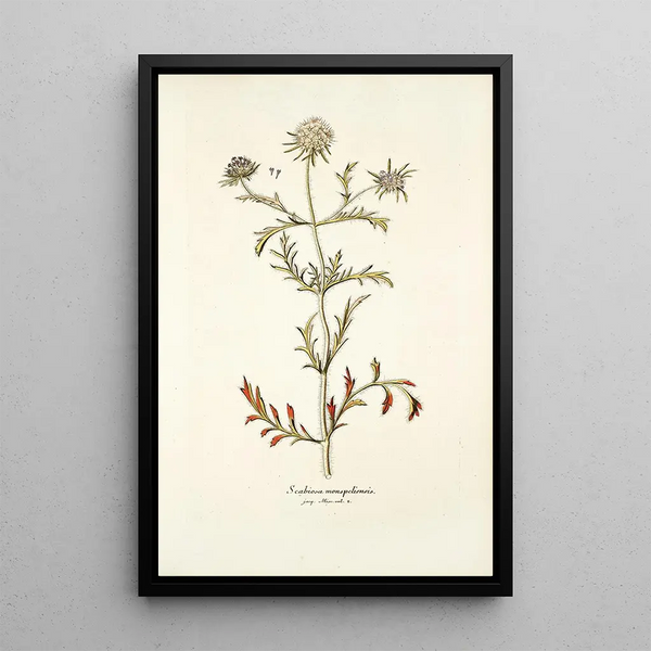 Scabiosa monspeliensis - Nikolaus Joseph Freiherr von Jacquin — oprawiony obraz na ścianie