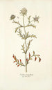 Scabiosa monspeliensis - Nikolaus Joseph Freiherr von Jacquin — widok dzieła