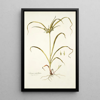 Nikolaus Joseph Freiherr von Jacquin - Schoenus umbellatus.webp