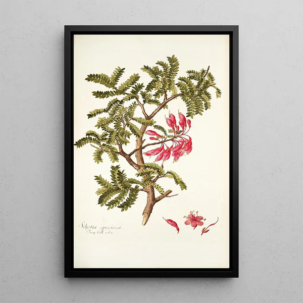 Schotia speciosa - Nikolaus Joseph Freiherr von Jacquin — oprawiony obraz na ścianie