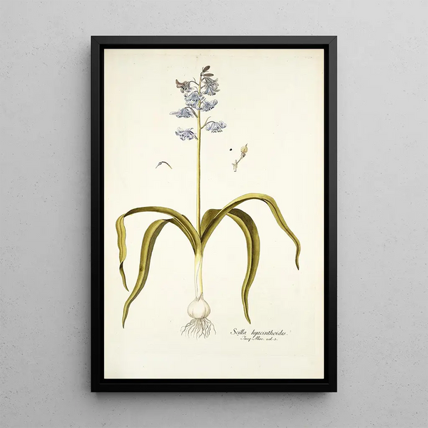 Scilla hyacinthoides - Nikolaus Joseph Freiherr von Jacquin — oprawiony obraz na ścianie