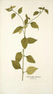 Sclerocarpus africanus - Nikolaus Joseph Freiherr von Jacquin — widok dzieła