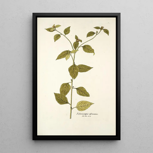 Sclerocarpus africanus - Nikolaus Joseph Freiherr von Jacquin — oprawiony obraz na ścianie