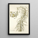 Senecio graminifolius - Nikolaus Joseph Freiherr von Jacquin — oprawiony obraz na ścianie