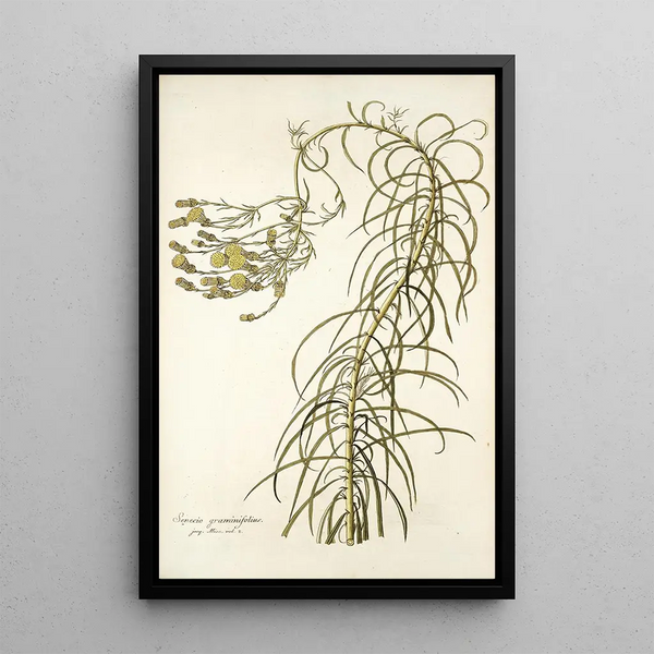 Senecio graminifolius - Nikolaus Joseph Freiherr von Jacquin — oprawiony obraz na ścianie