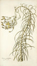 Senecio graminifolius - Nikolaus Joseph Freiherr von Jacquin — widok dzieła