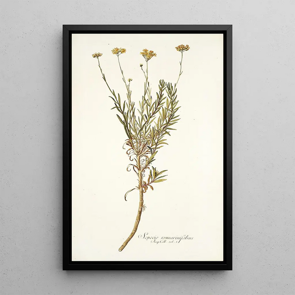 Senecio rosmarinifolius - Nikolaus Joseph Freiherr von Jacquin — oprawiony obraz na ścianie