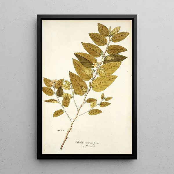 Sida carpinifolia - Nikolaus Joseph Freiherr von Jacquin — oprawiony obraz na ścianie