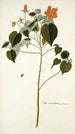 Sida mauritiana - Nikolaus Joseph Freiherr von Jacquin — widok dzieła